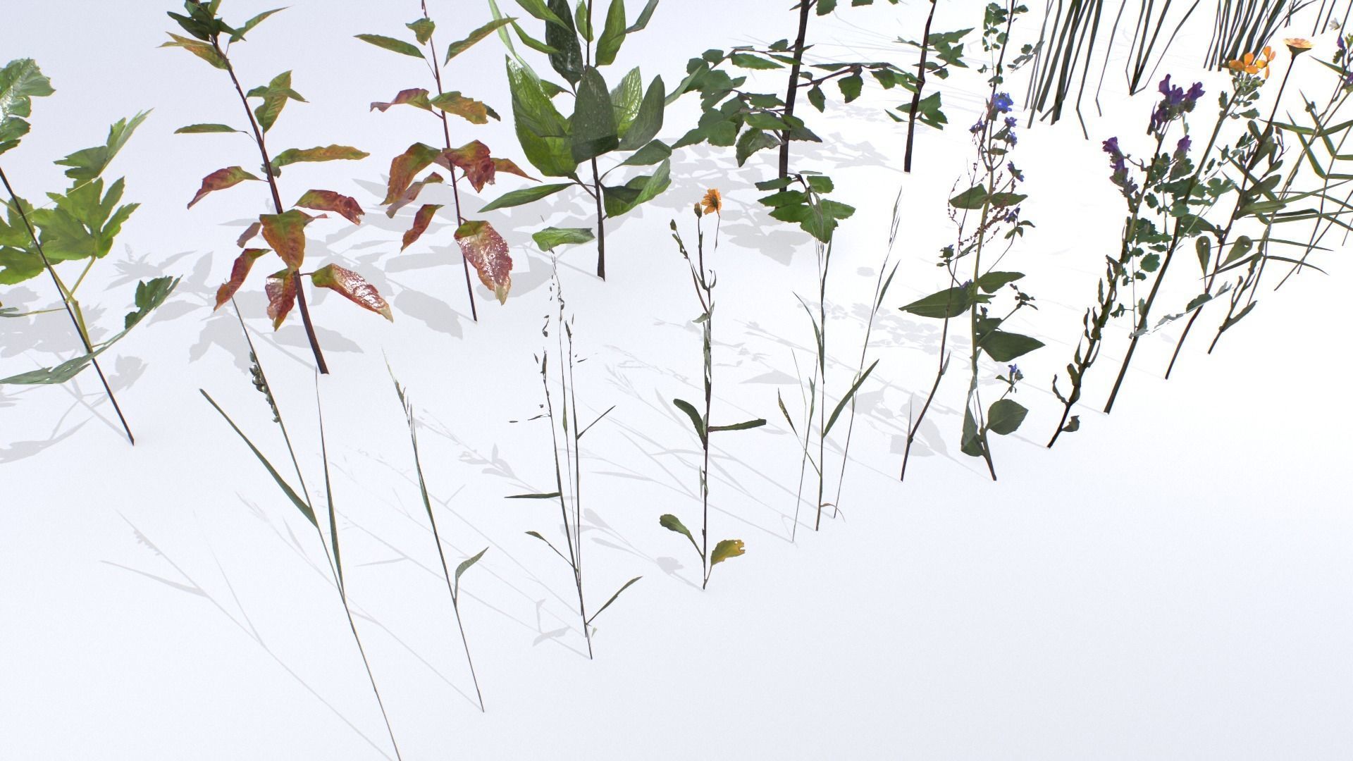 Plants Pack Low-poly 3D model_1