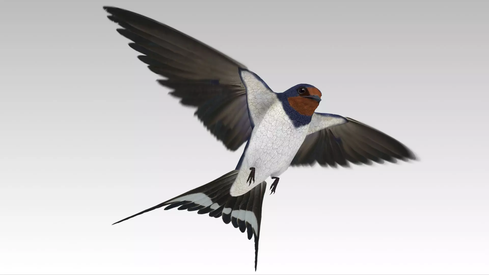 Barn Swallow Low-poly 3D model