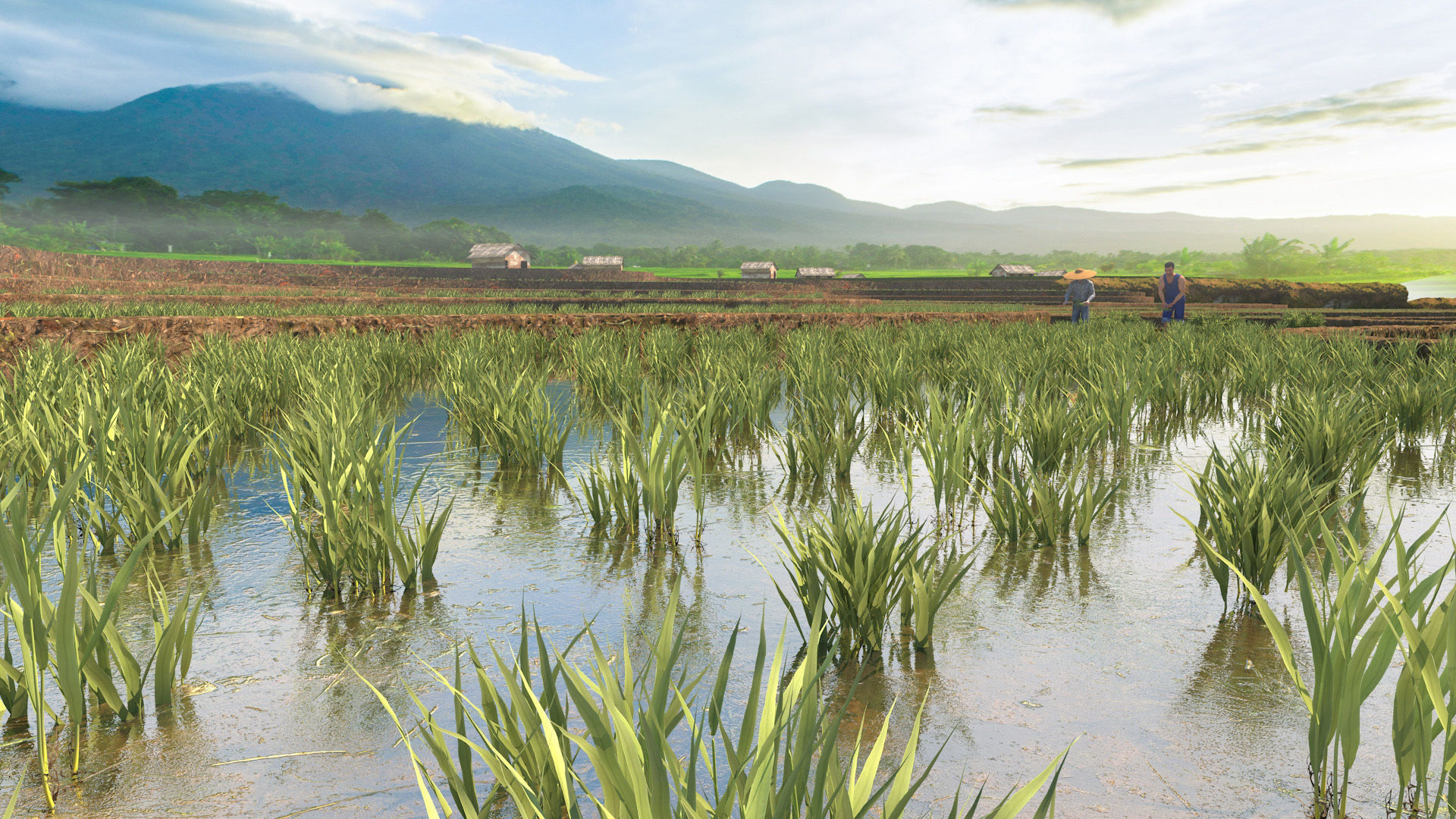 grow rice 3D model_2