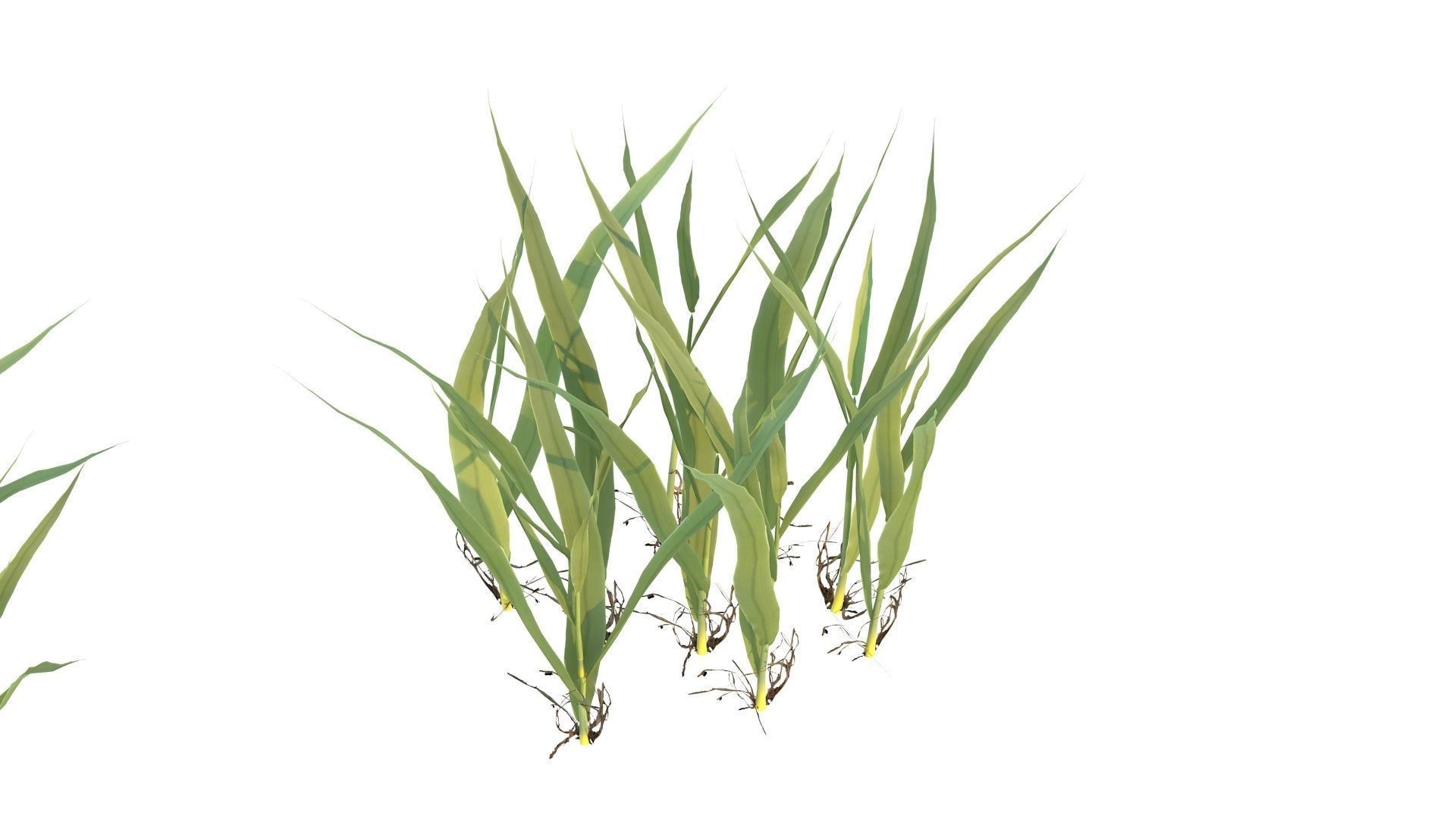 grow rice 3D model_9