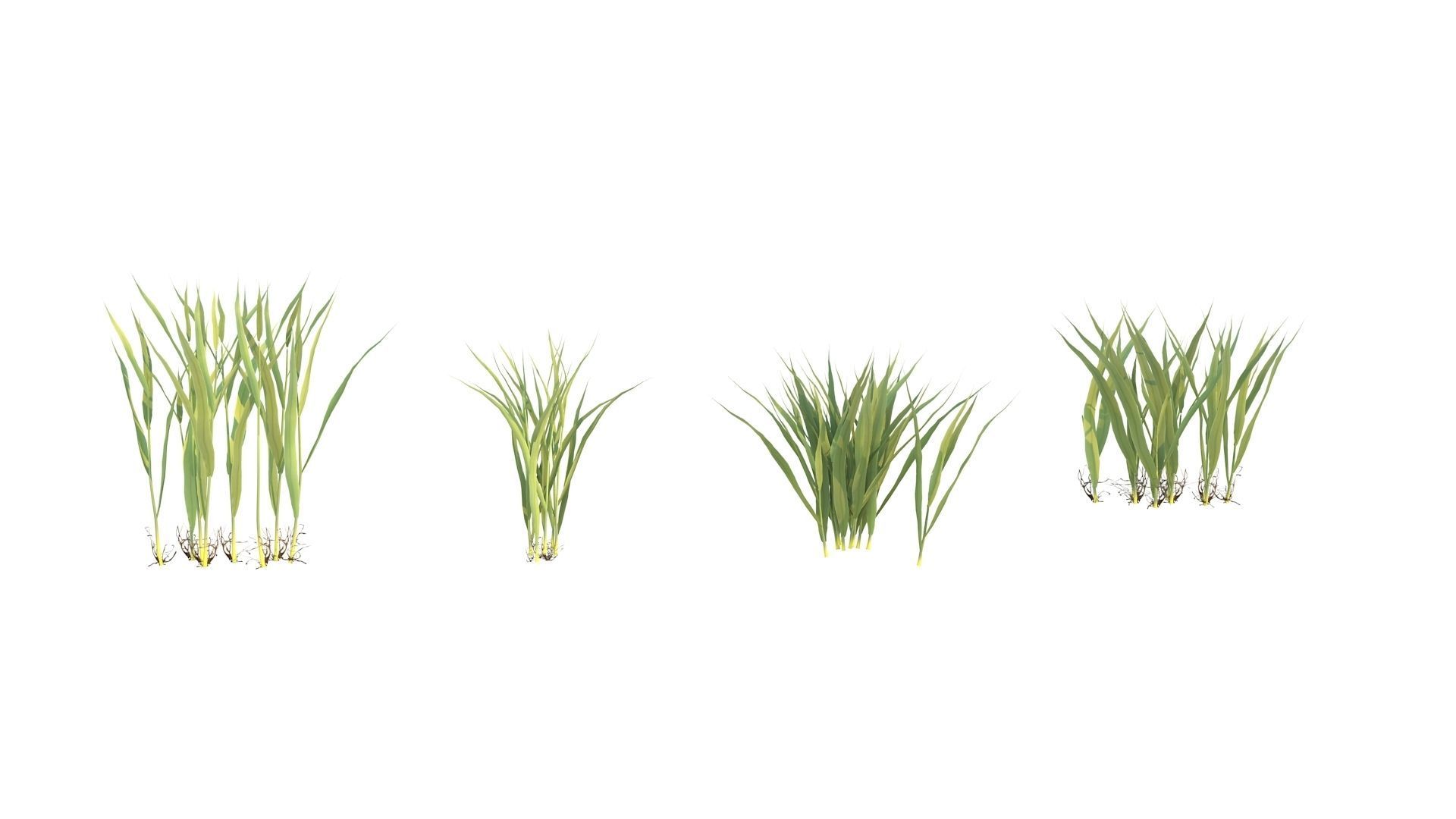 grow rice 3D model_8