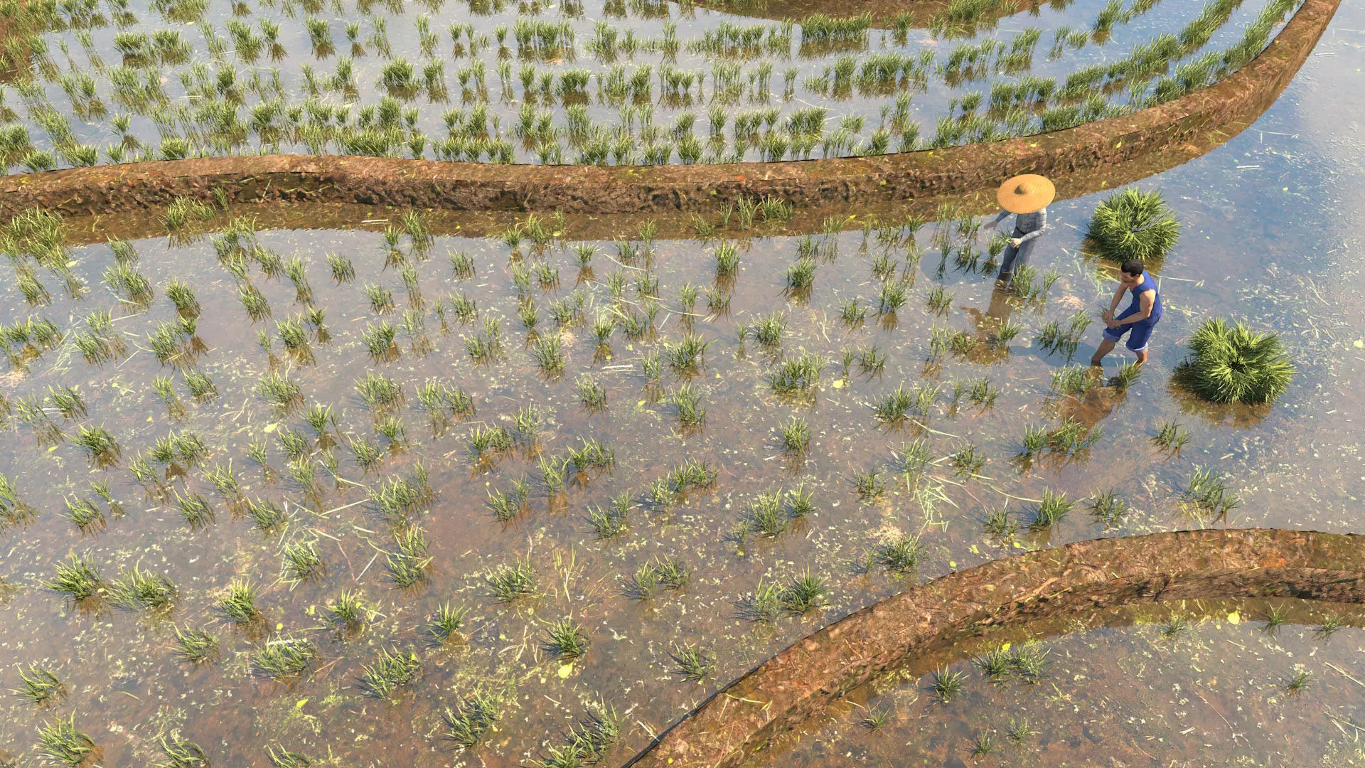 grow rice 3D model_0