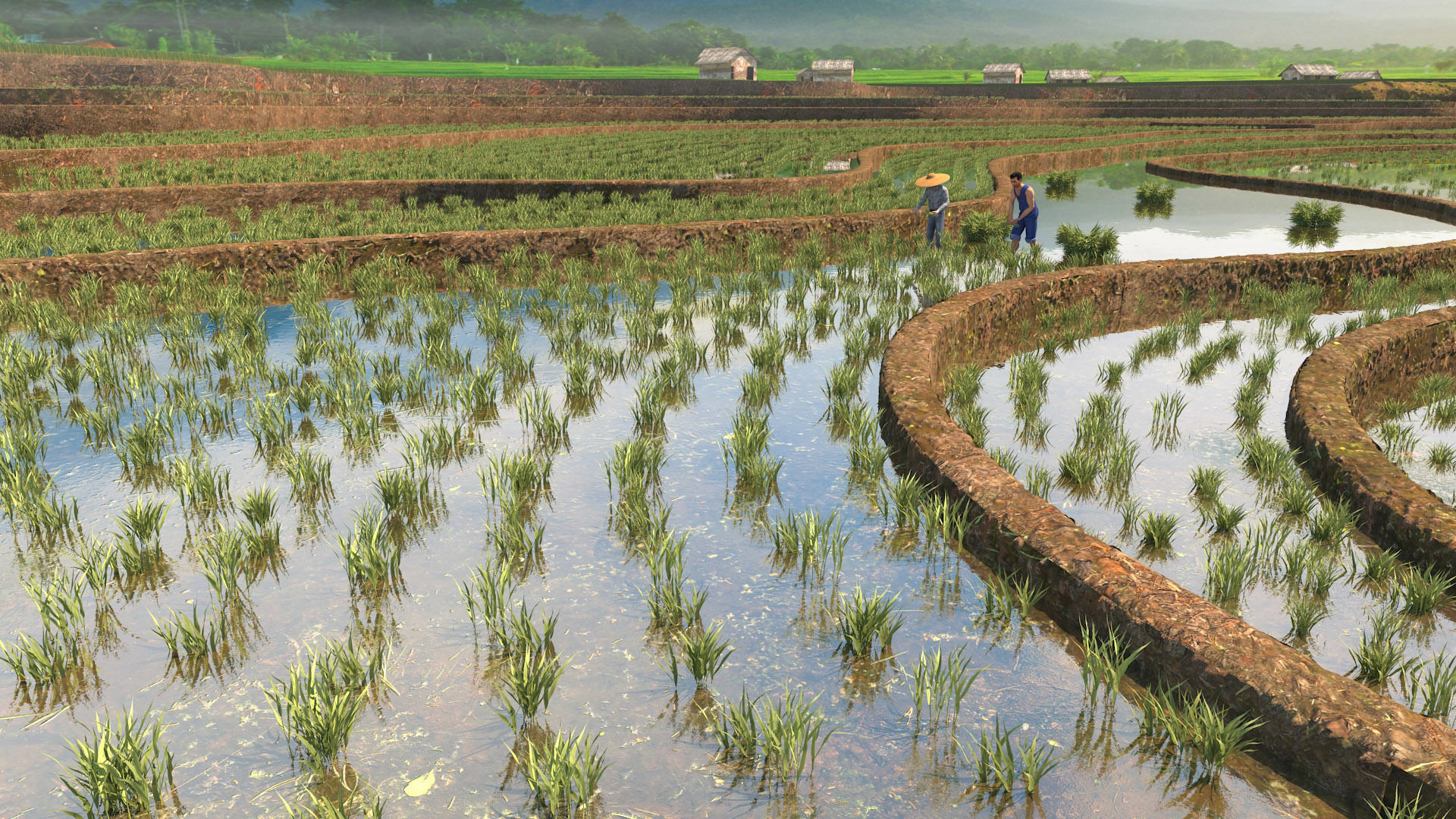 grow rice 3D model_1