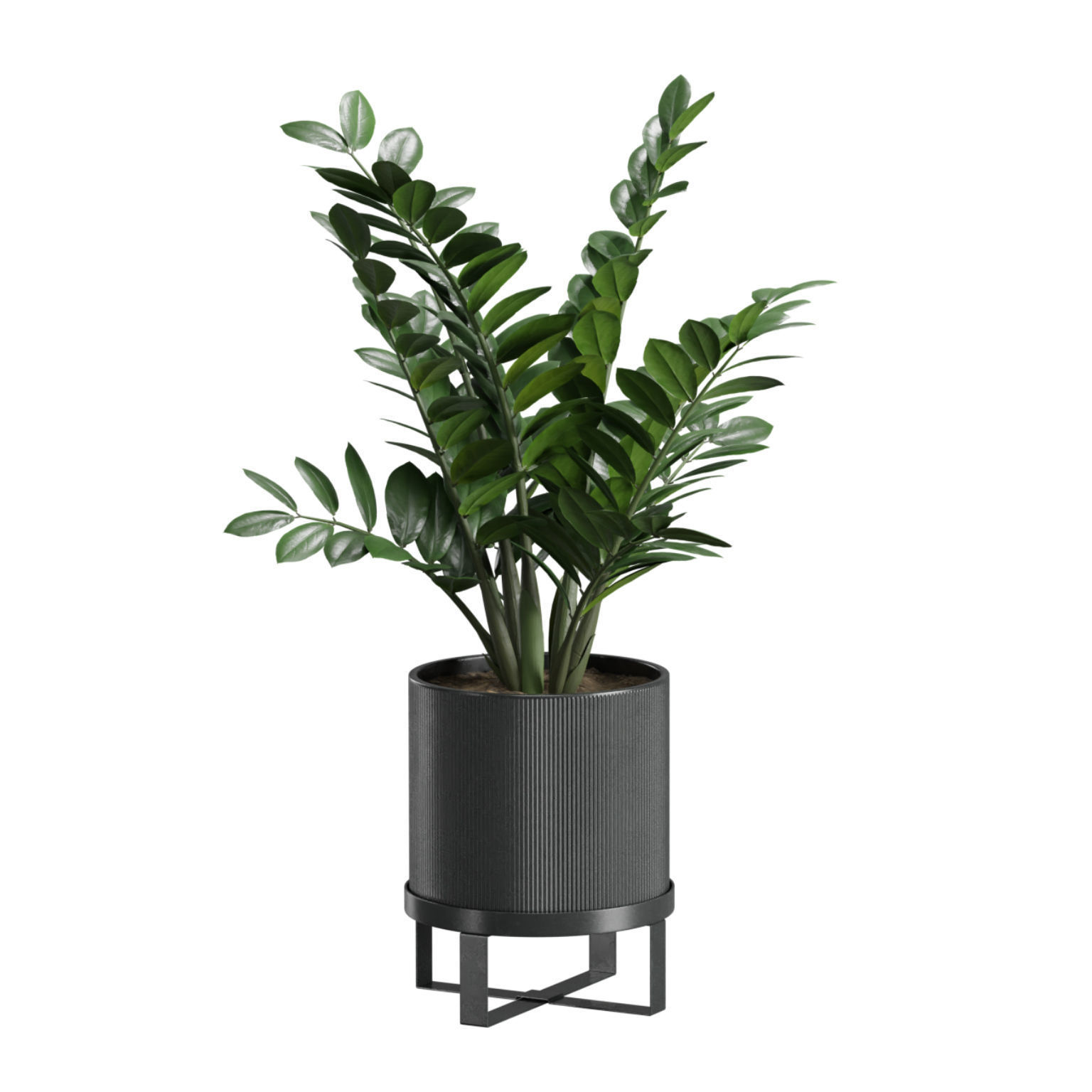 Indoor Plants Pack 41 3D model_3