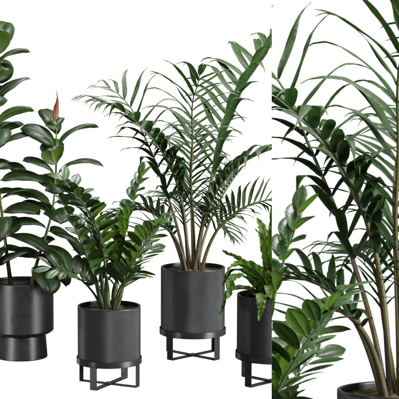 Indoor Plants Pack 41 3D model_1