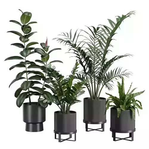Indoor Plants Pack 41 3D model
