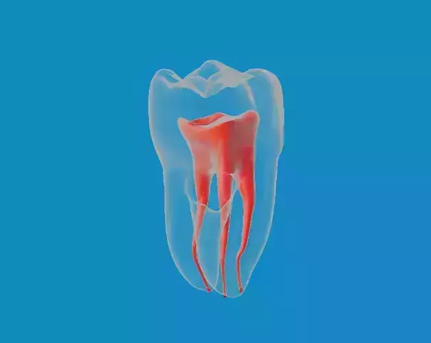 Natural Tooth with Pulp Cavity 3D model