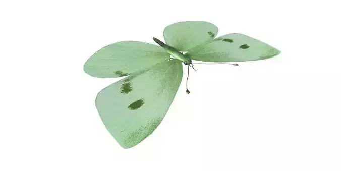Butterfly 3d Model
