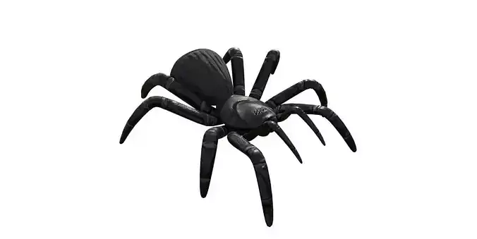 Spider 3d Model