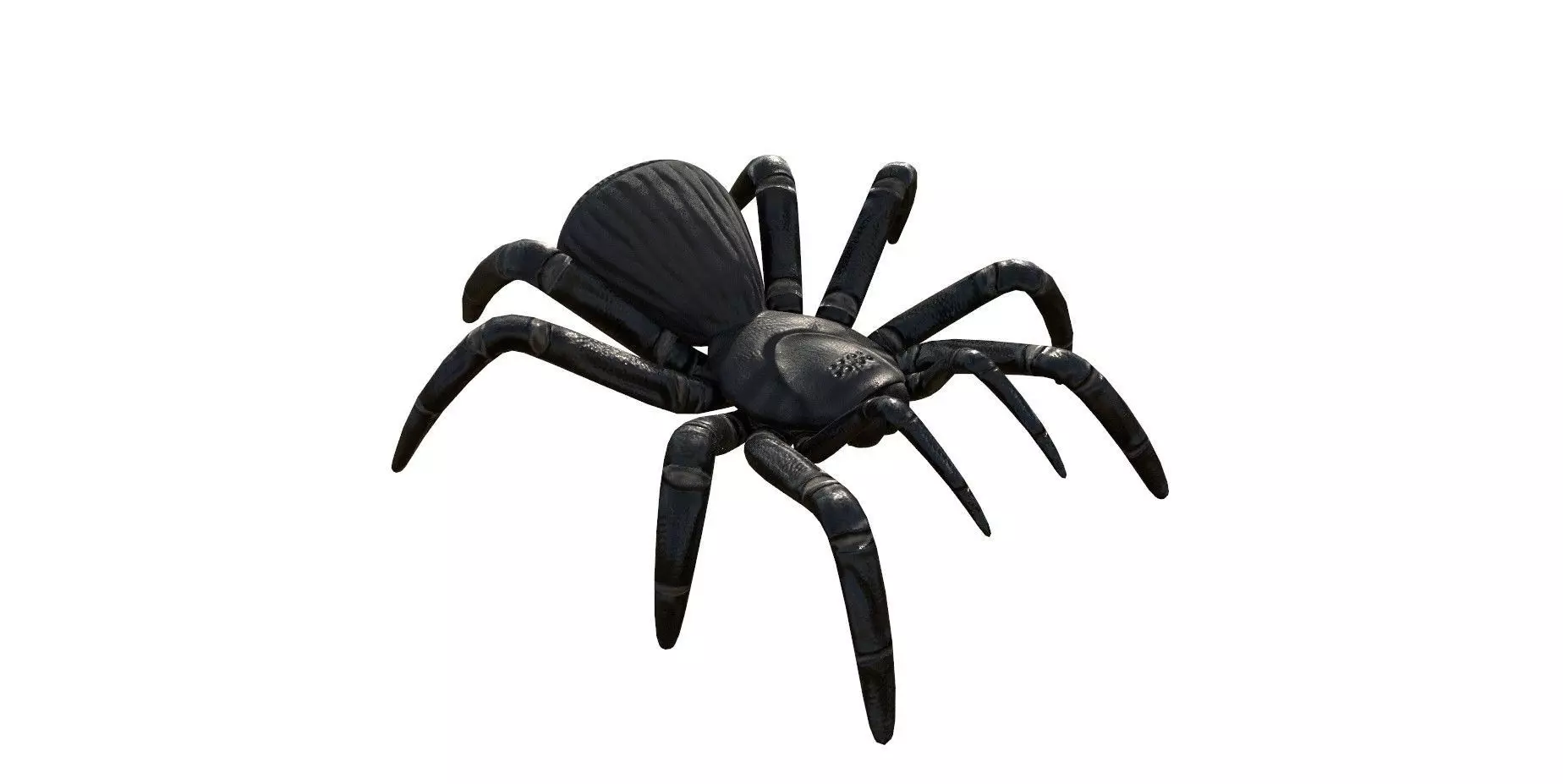 Spider 3d Model 3D model