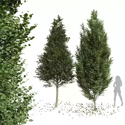 New Tree Carpinus Betulus Broadleaf 001 3D model