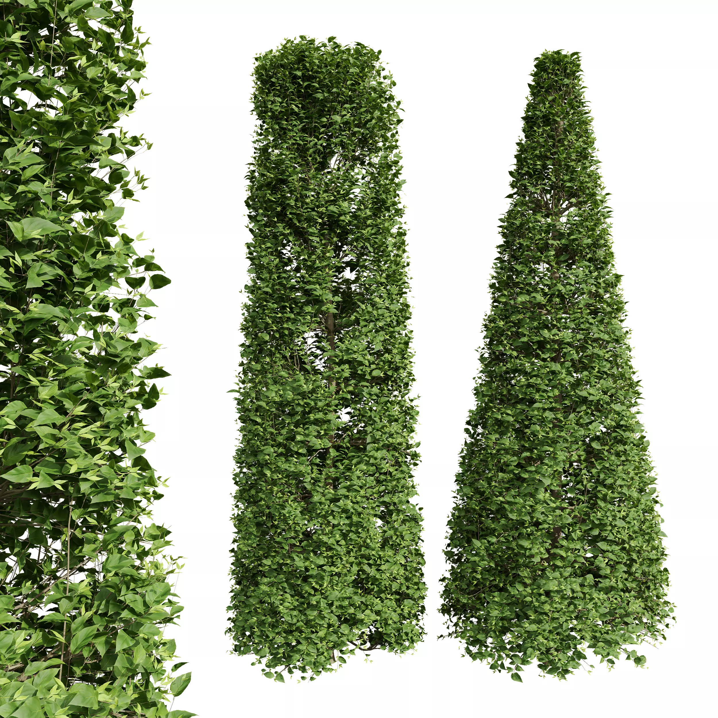 New Tree Carpinus Betulus Broadleaf Cigarette Conical Free 3D model