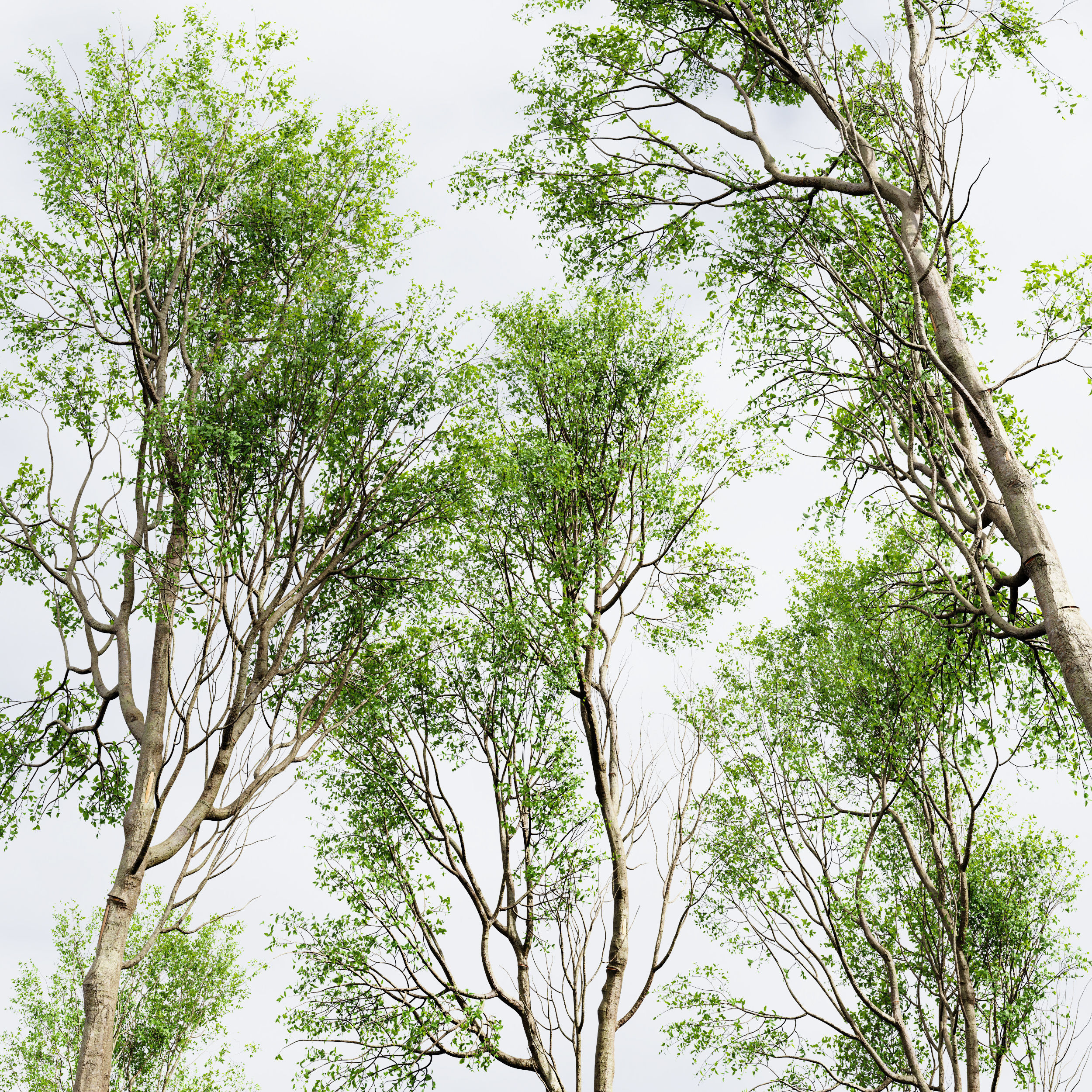 Carpinus Betulus Broadleaf Prunus Spinosa Summer 3D model_1