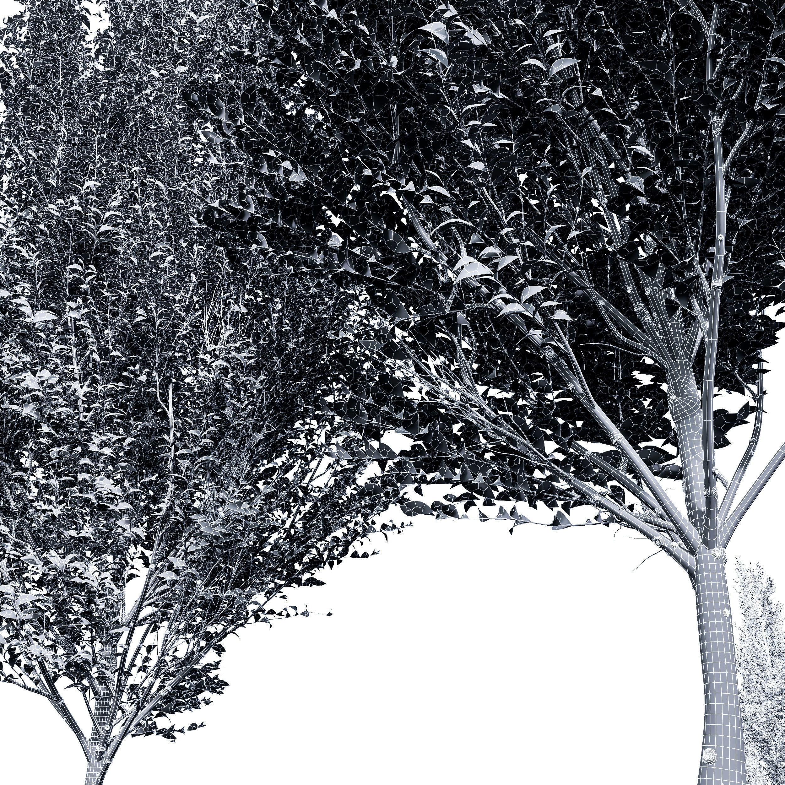 Carpinus Betulus Broadleaf Prunus Spinosa Summer 3D model_5