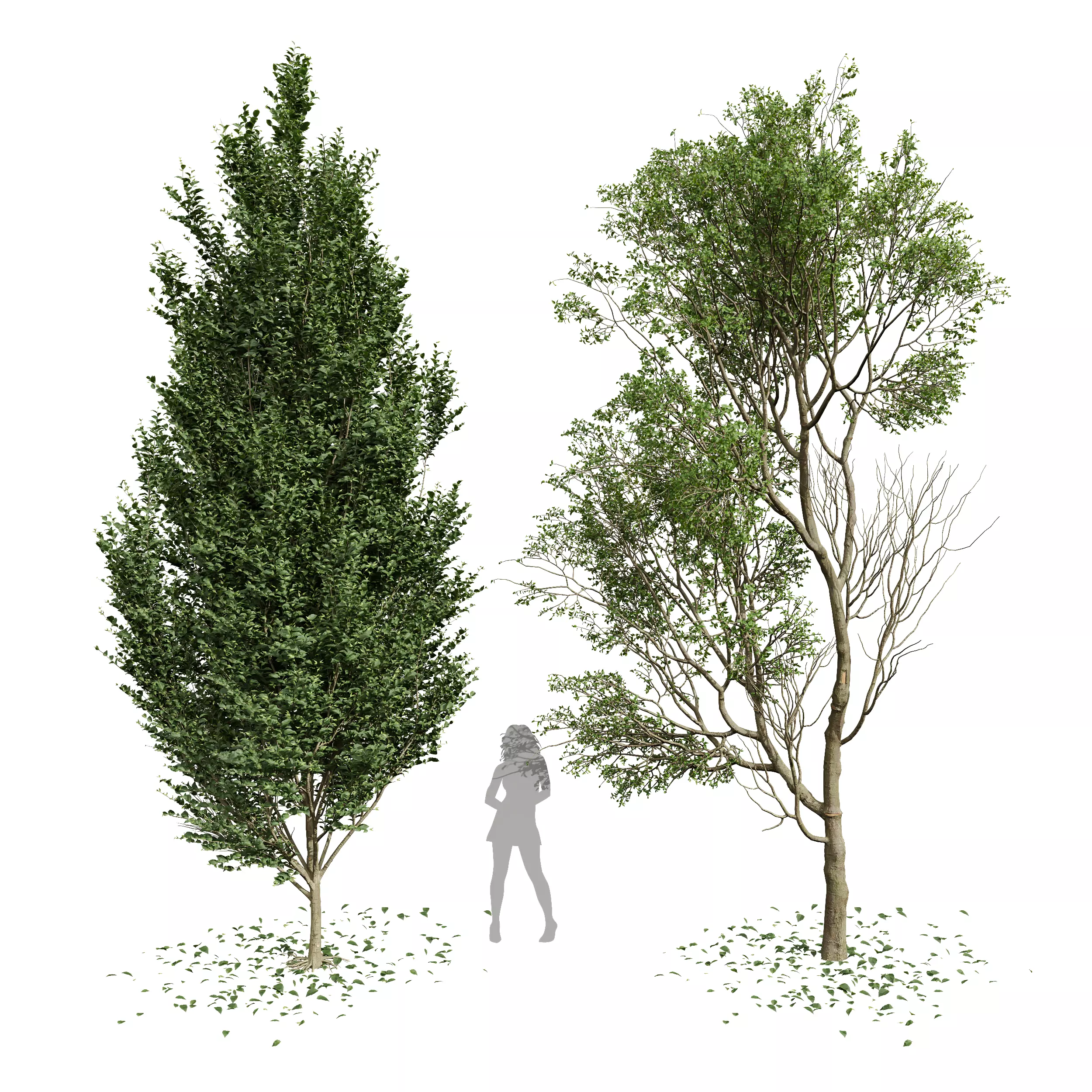Carpinus Betulus Broadleaf Prunus Spinosa Summer 3D model_0