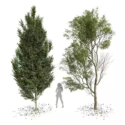 Carpinus Betulus Broadleaf Prunus Spinosa Summer 3D model