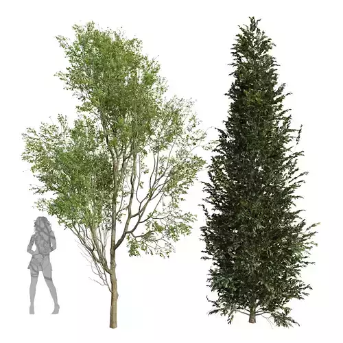 Carpinus Betulus Broadleaf Prunus Spinosa Summer003 3D model