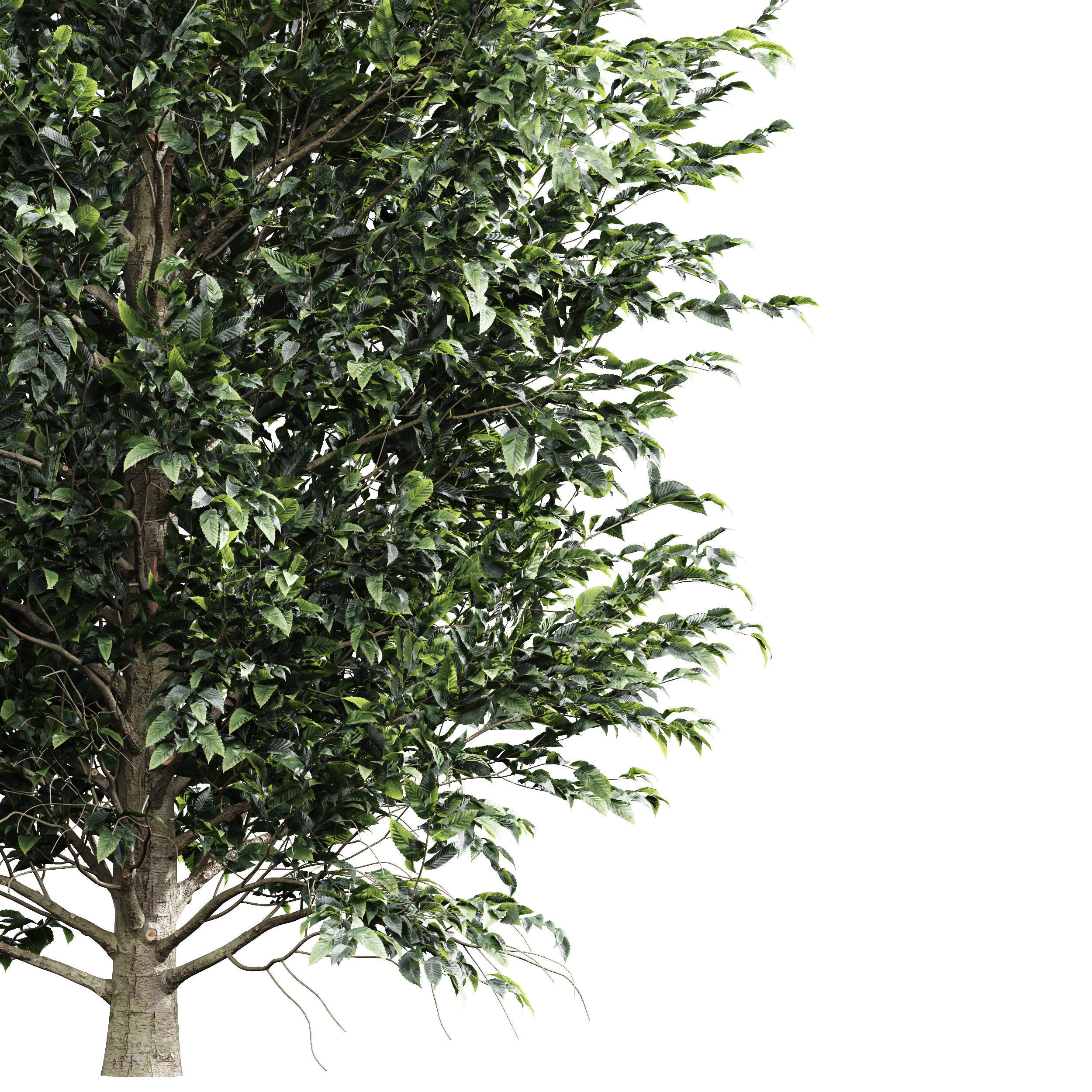 Carpinus Betulus Broadleaf Prunus Spinosa Summer003 3D model_1