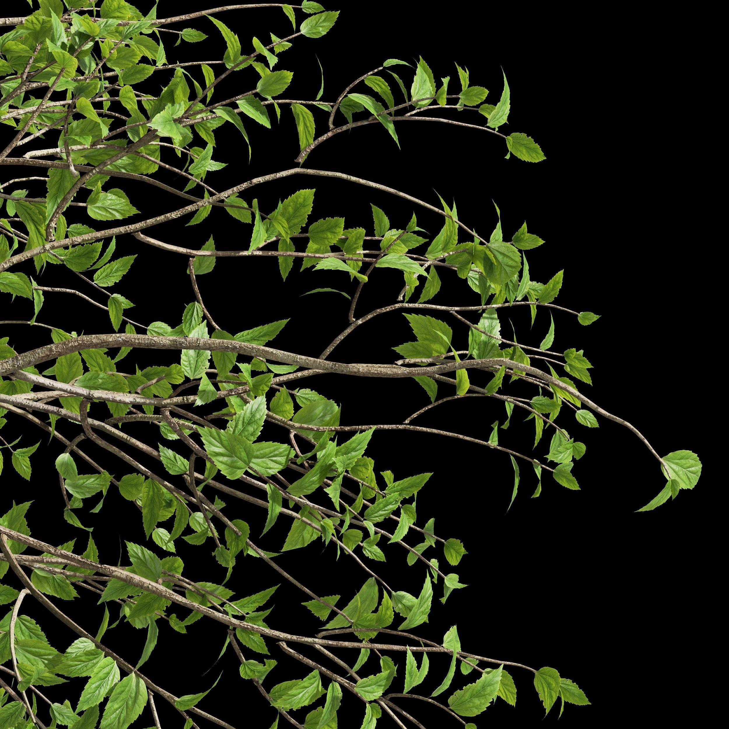 Carpinus Betulus Broadleaf Prunus Spinosa Summer003 3D model_2