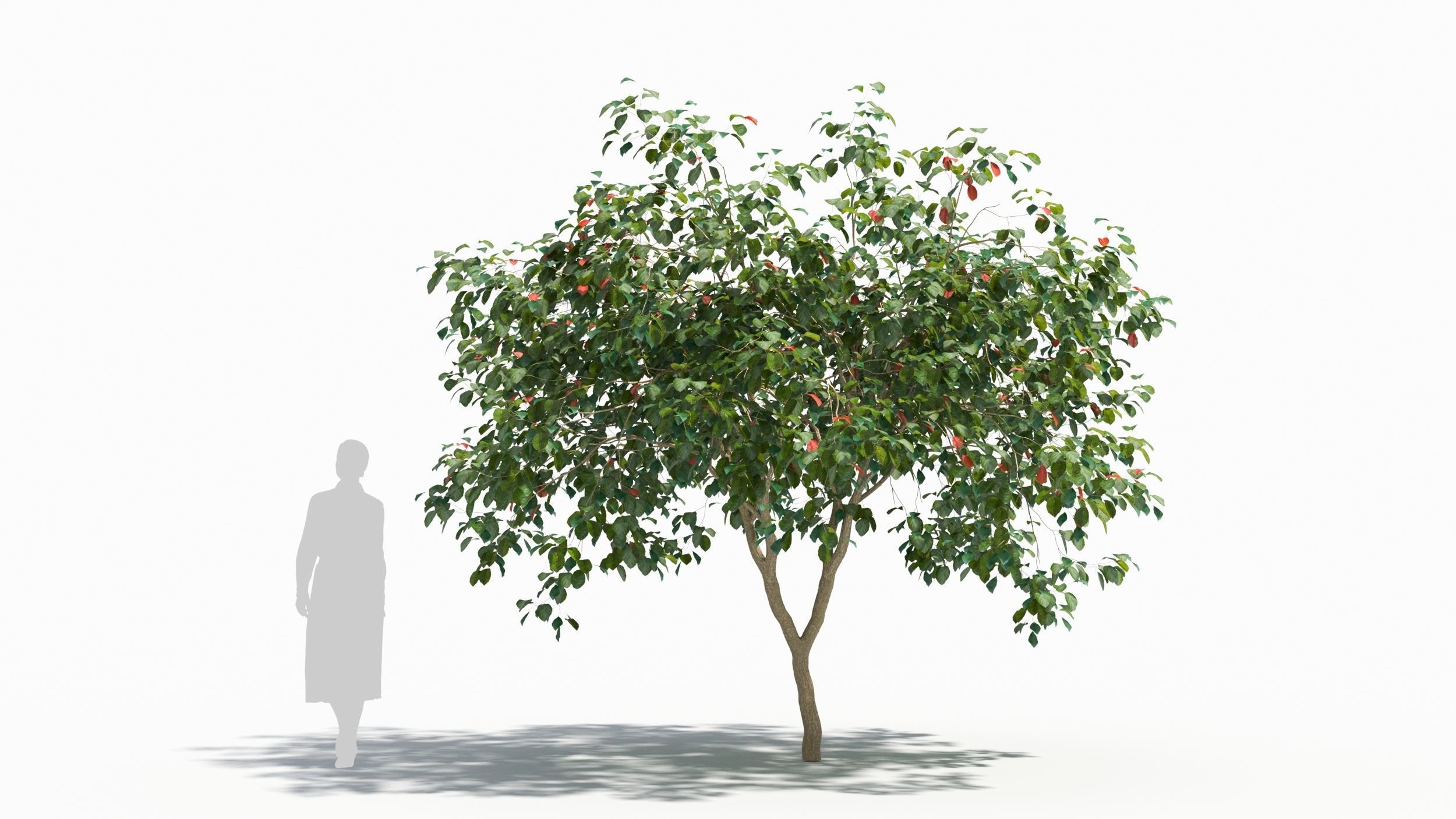 Crataegus tree 3D model_4