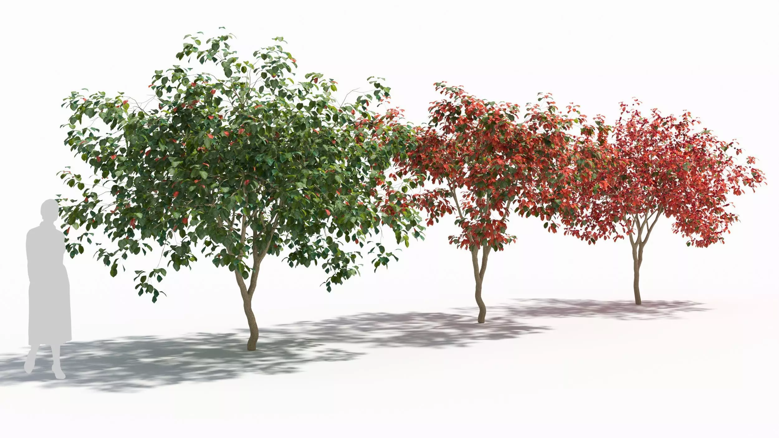 Crataegus tree 3D model_0