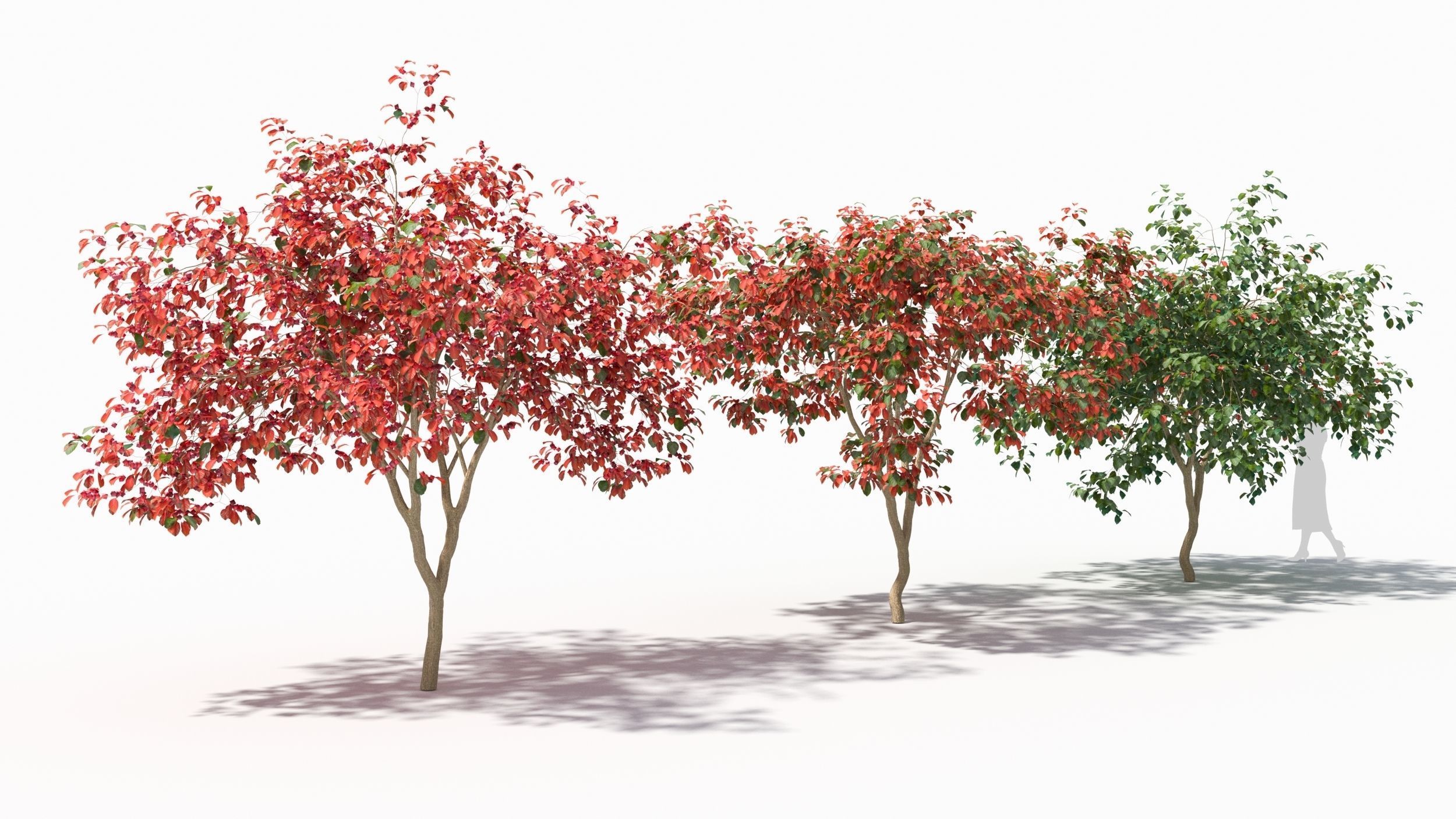Crataegus tree 3D model_1