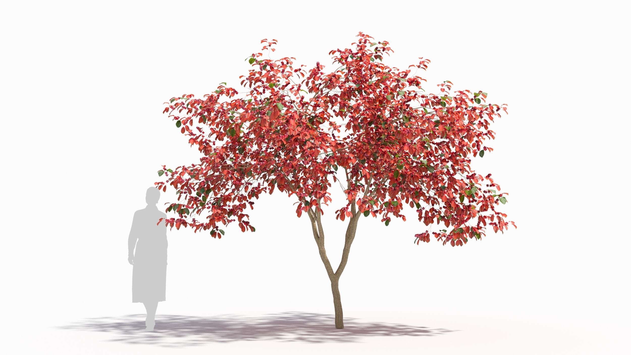 Crataegus tree 3D model_7