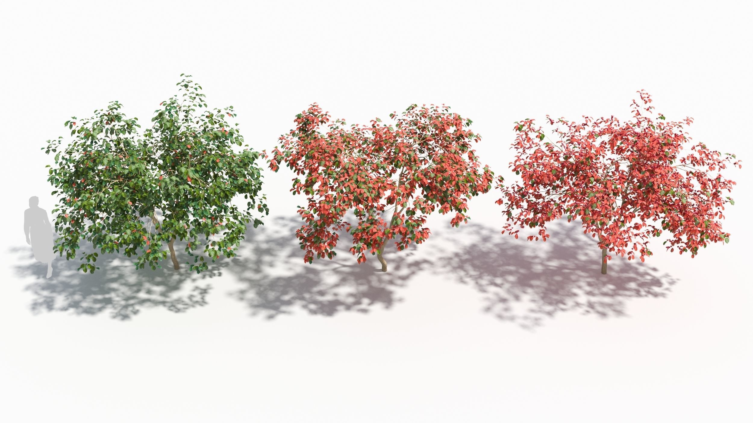 Crataegus tree 3D model_2