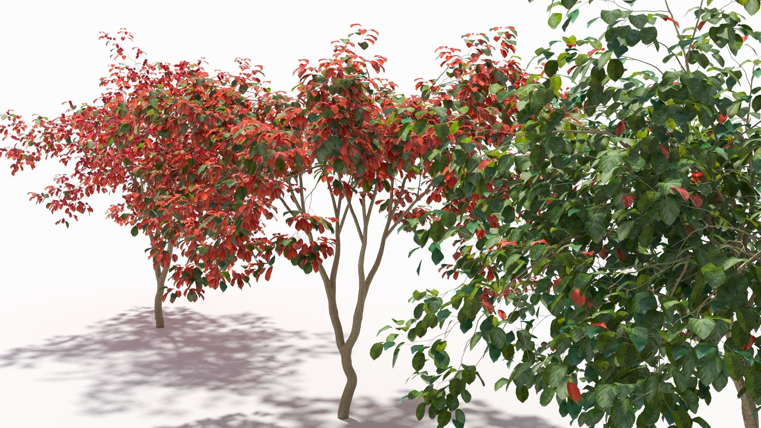 Crataegus tree 3D model_8