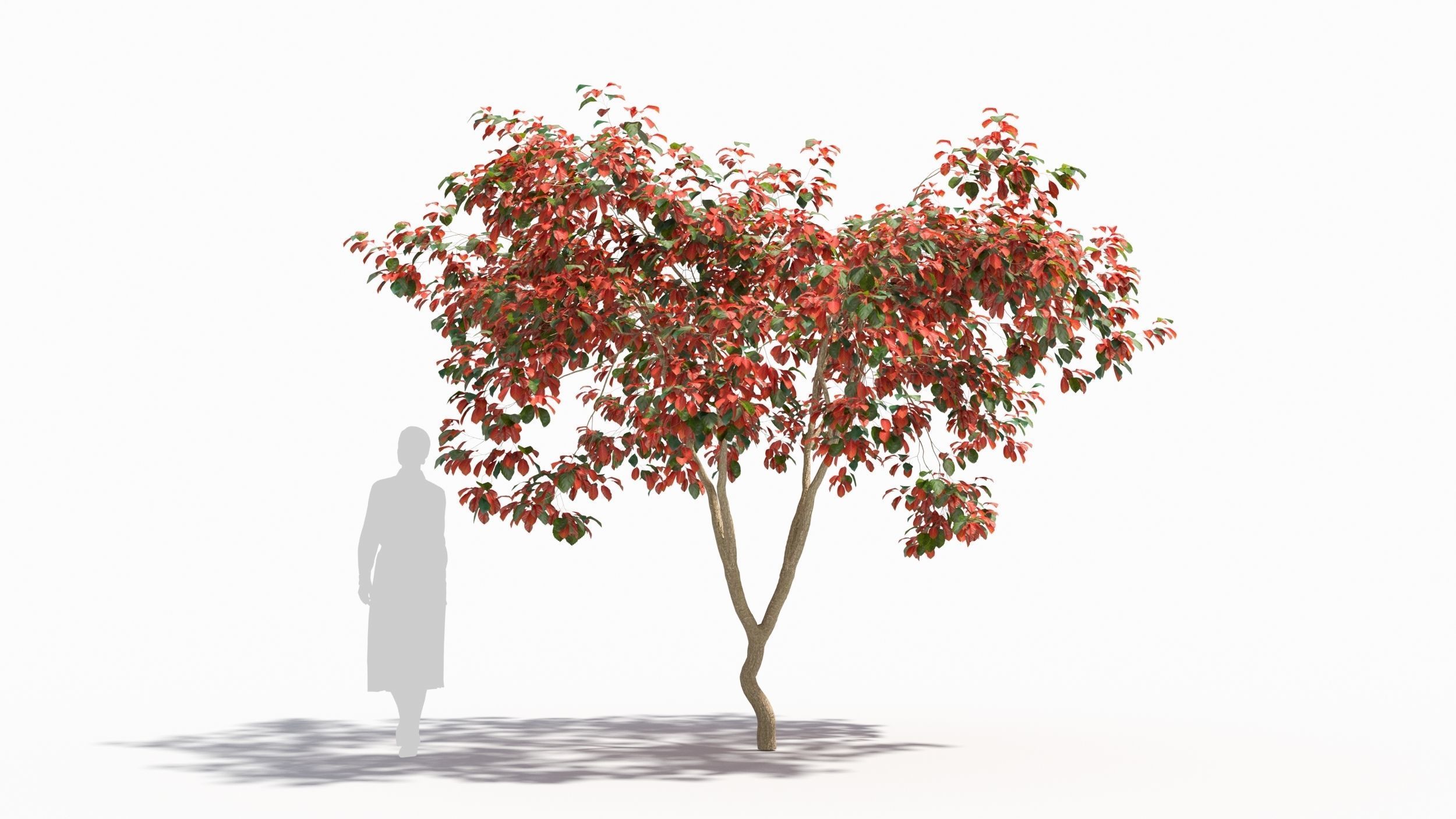 Crataegus tree 3D model_5