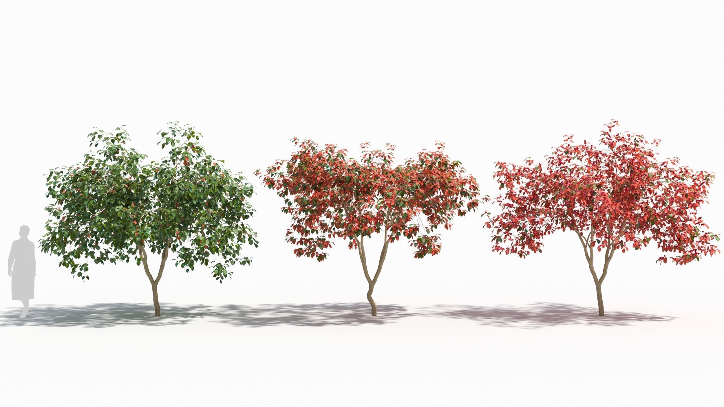 Crataegus tree 3D model_3