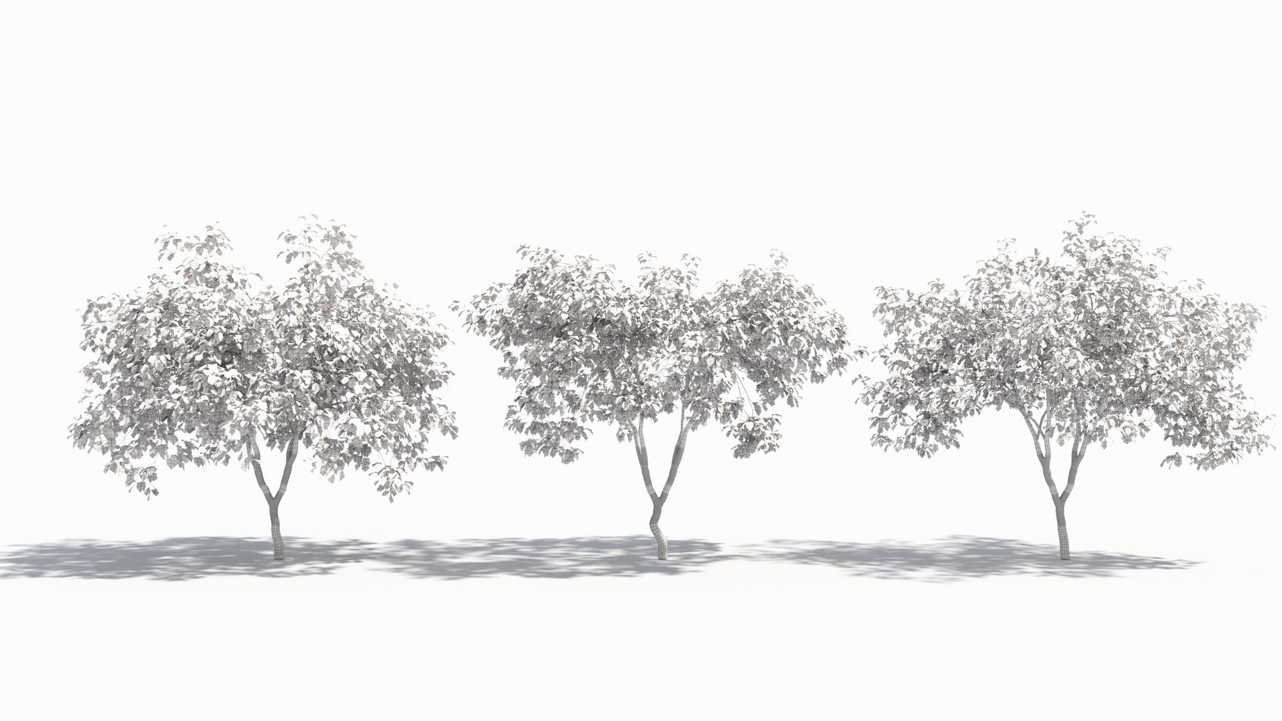 Crataegus tree 3D model_9