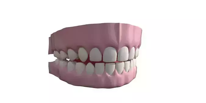 3D Teeth human mouth with