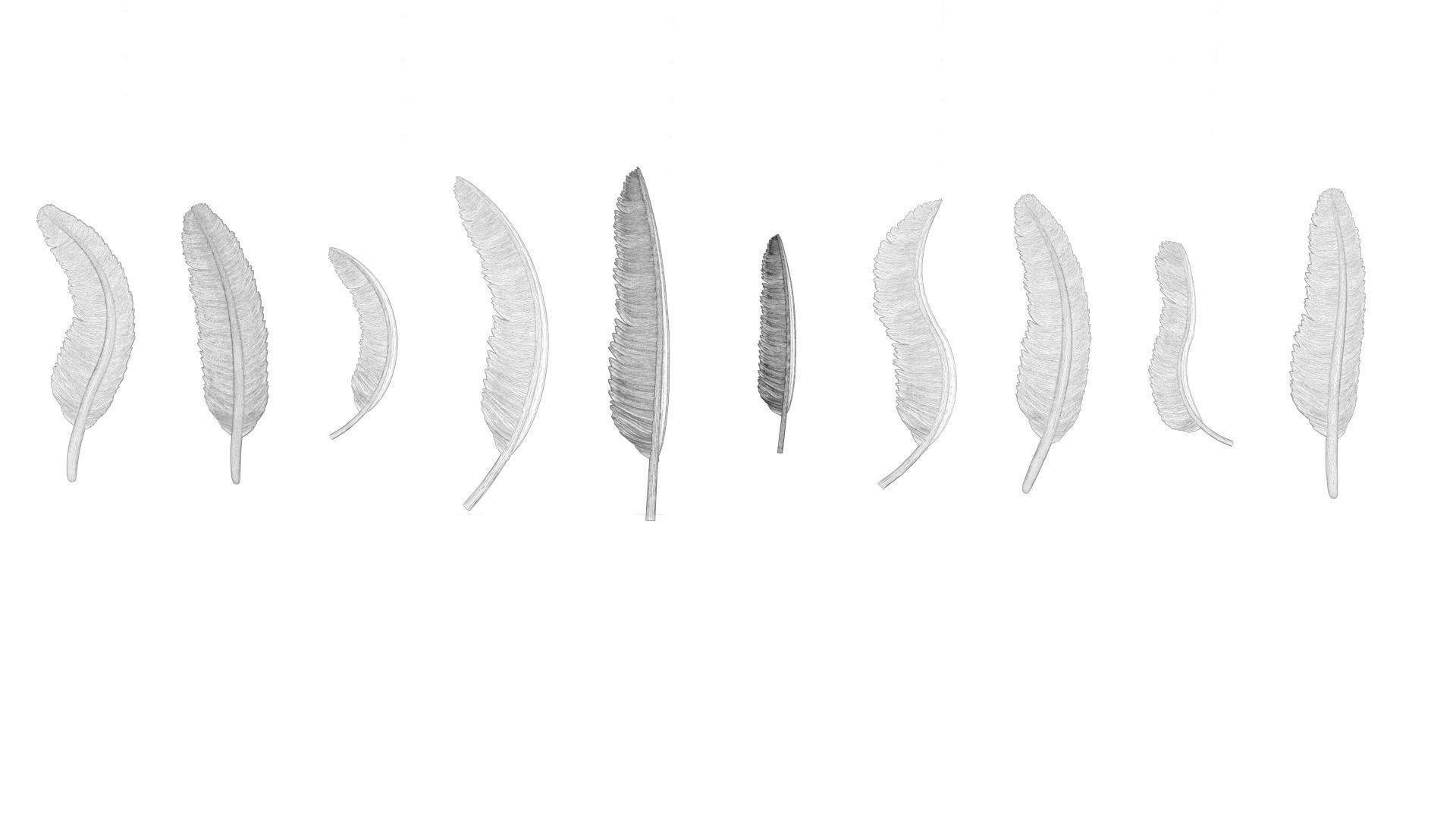 69 Feather Set 3D print model_12