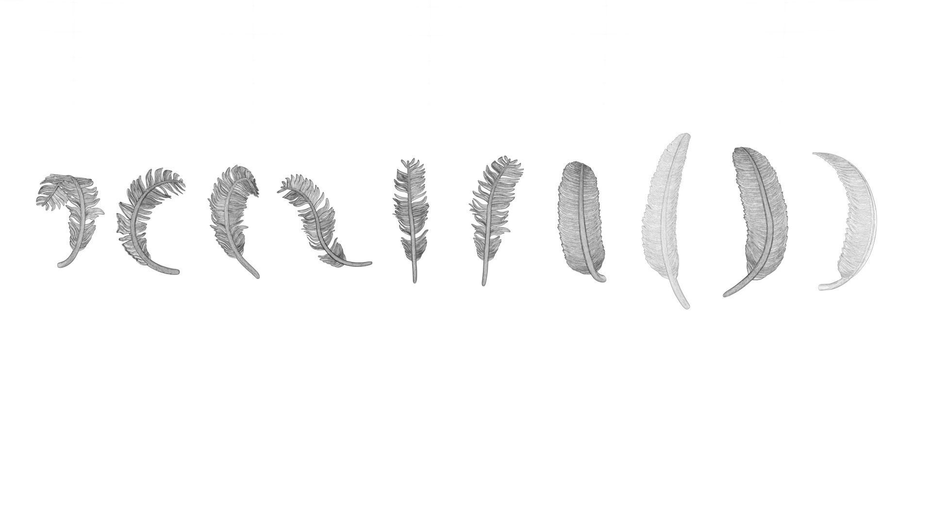 69 Feather Set 3D print model_15