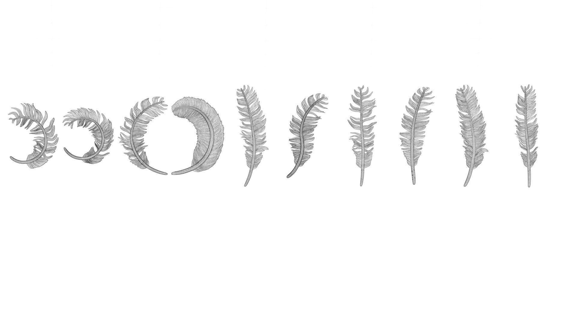 69 Feather Set 3D print model_11