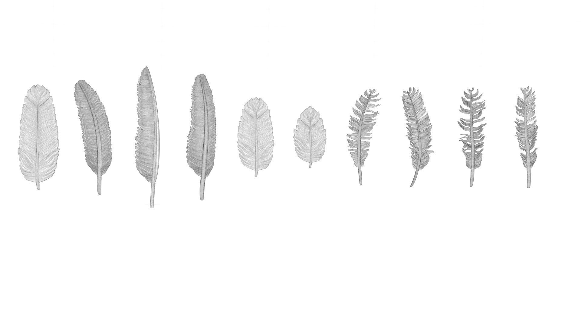 69 Feather Set 3D print model_10