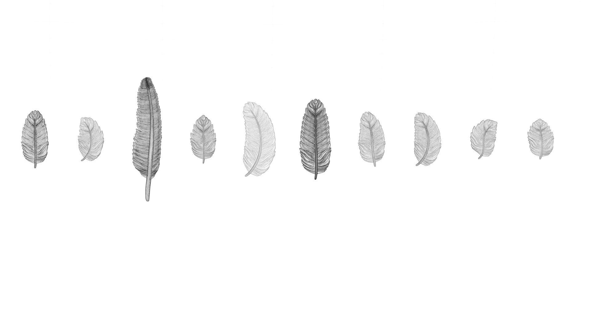 69 Feather Set 3D print model_13