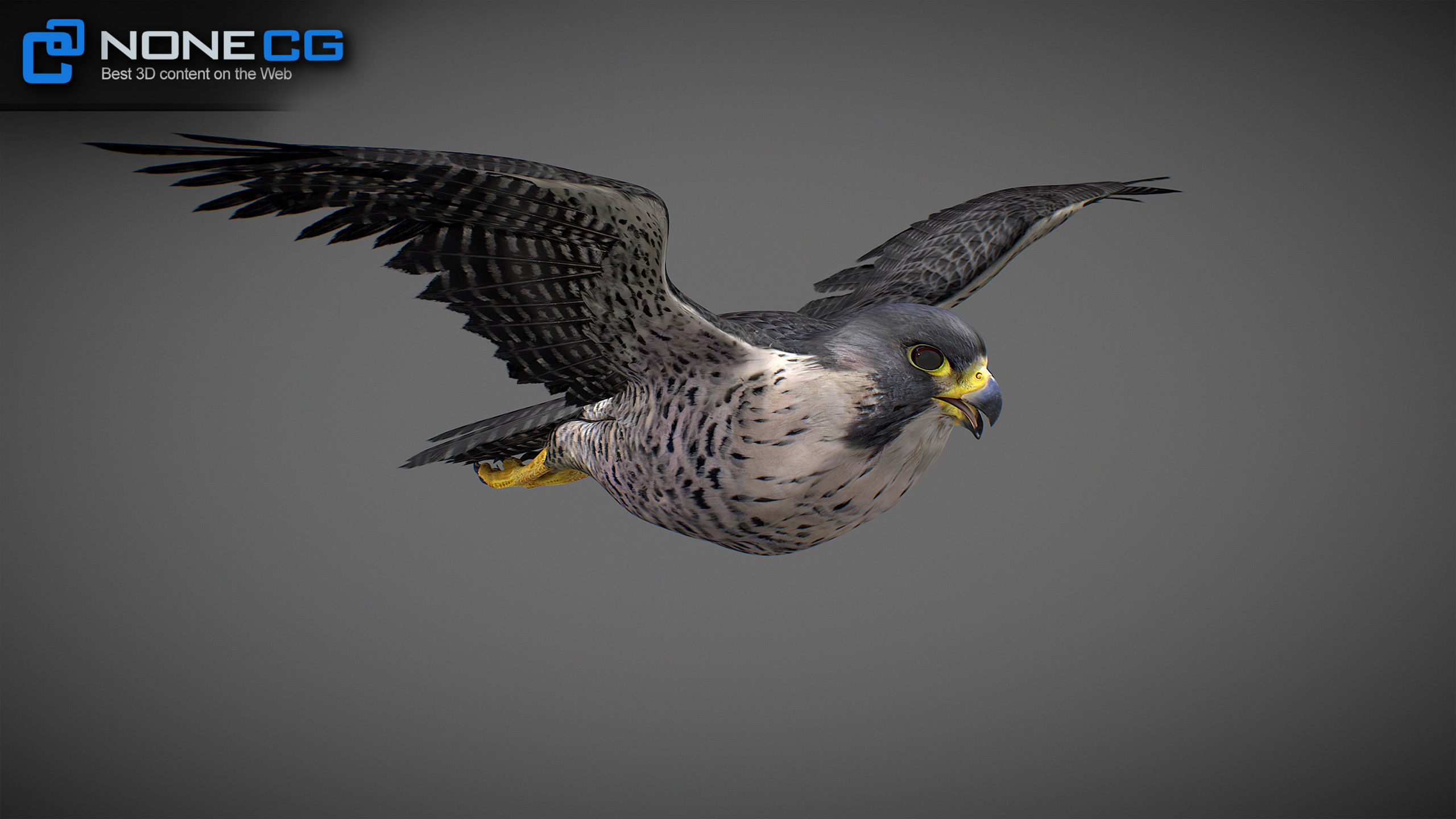 Animated Falcon 3D model_22