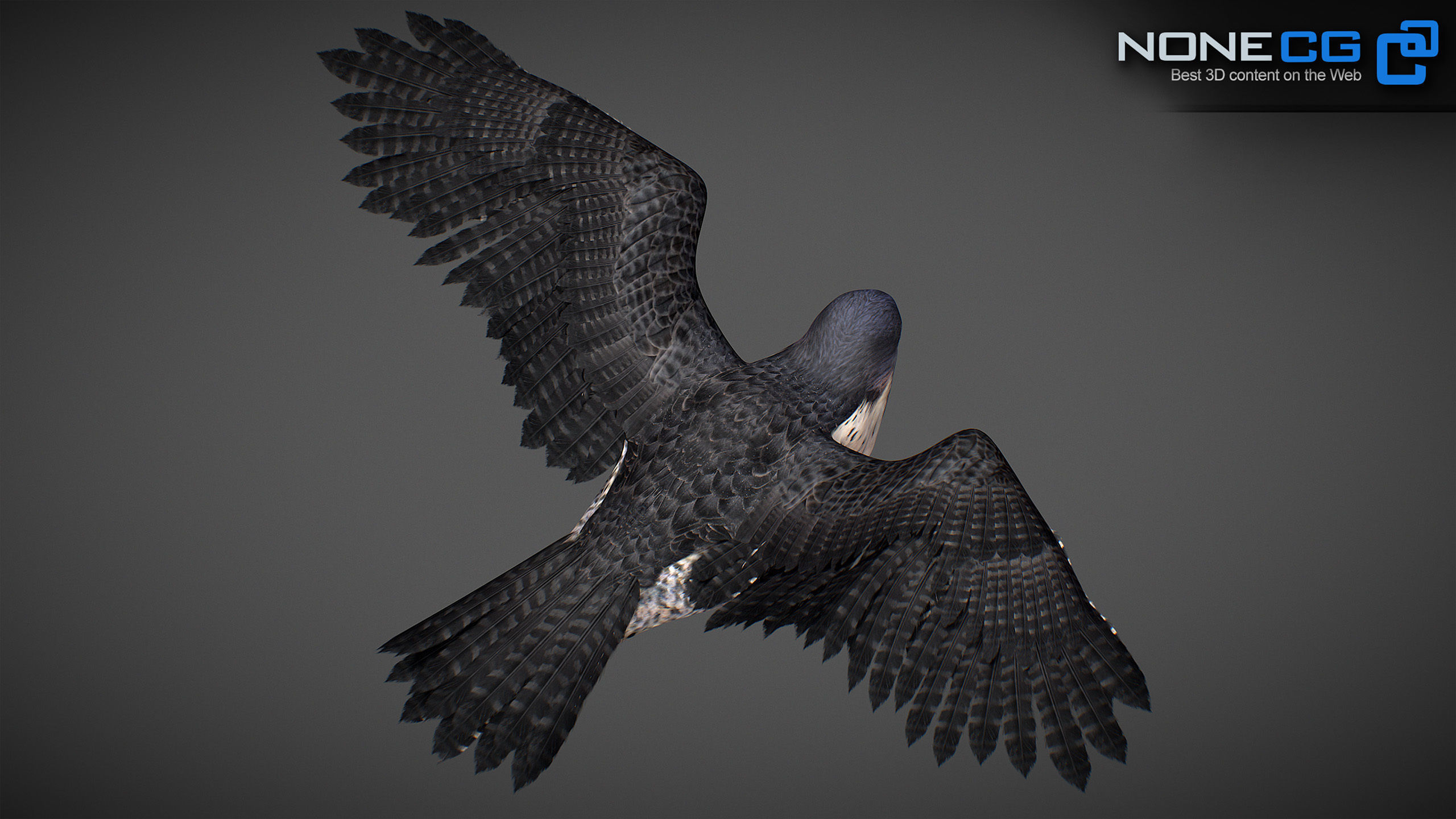 Animated Falcon 3D model_27