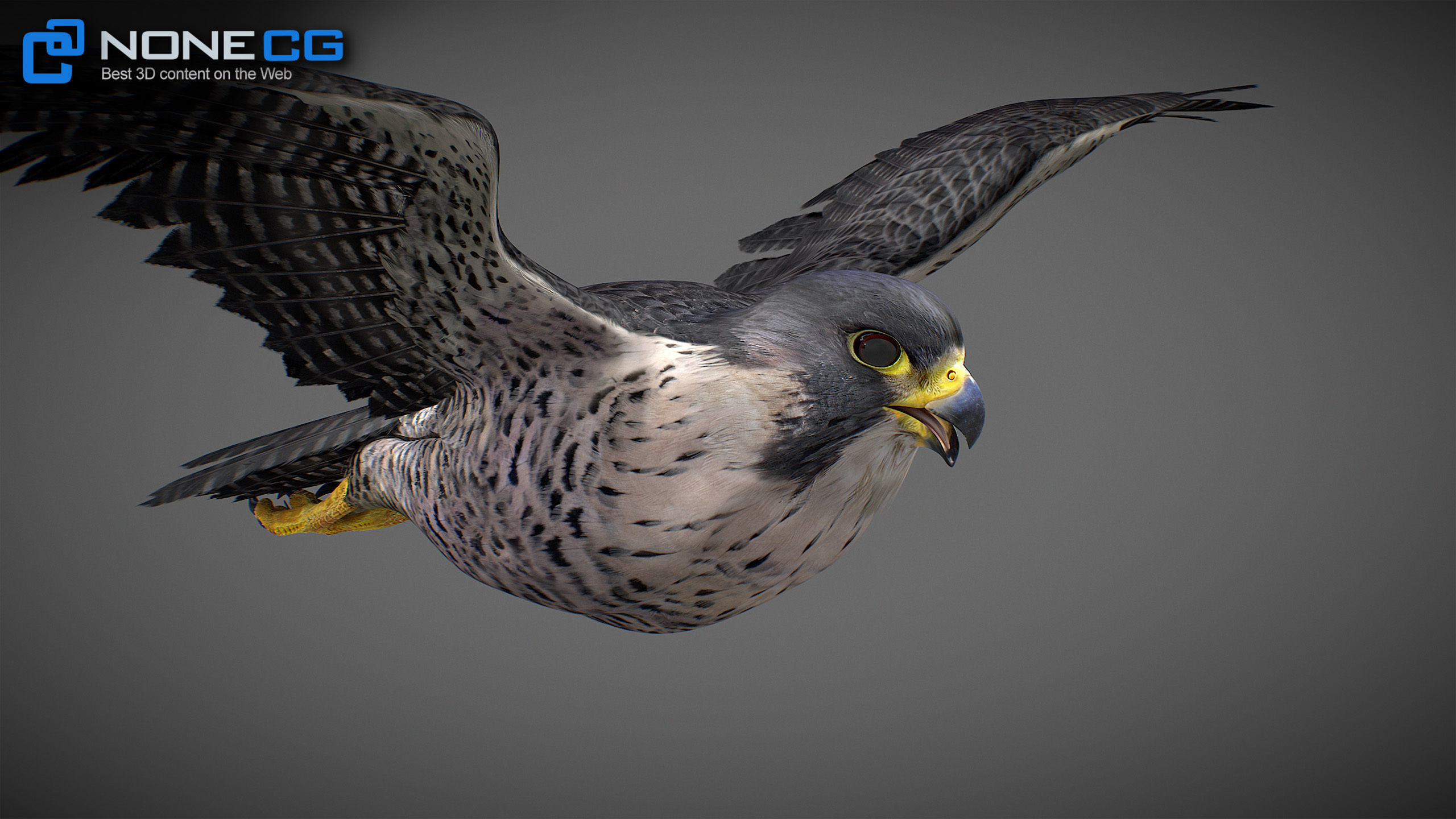Animated Falcon 3D model_12