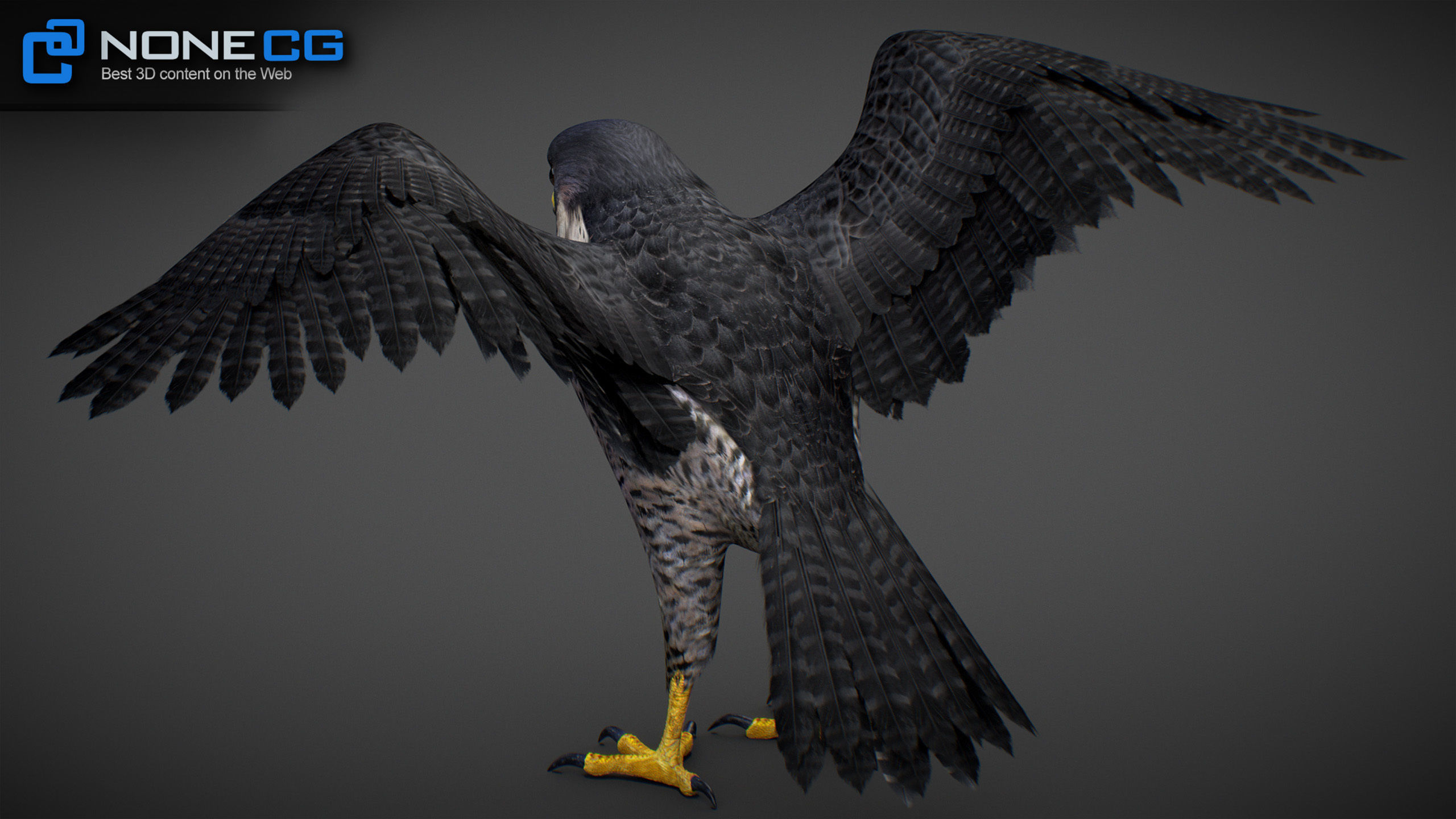 Animated Falcon 3D model_15