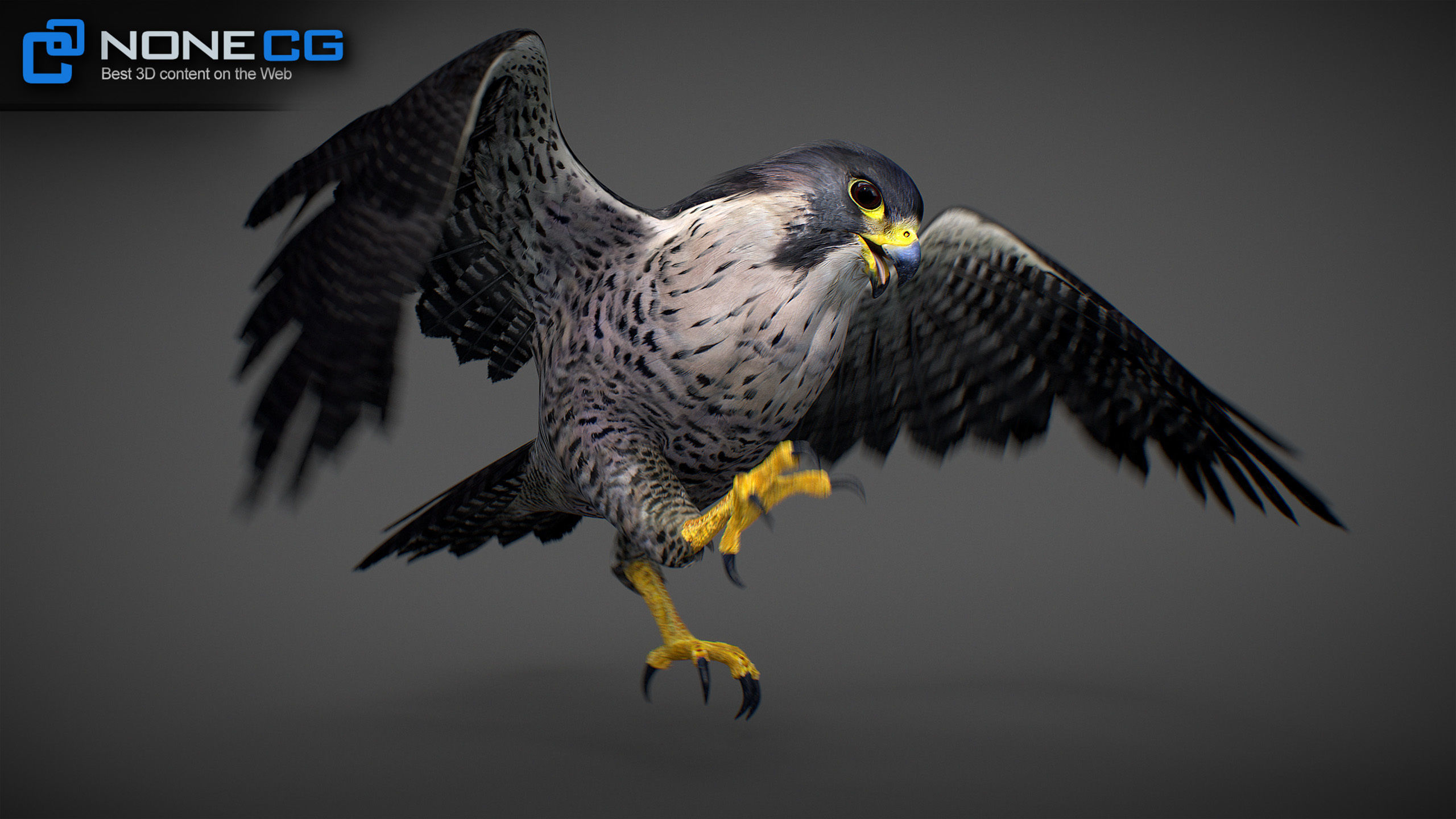 Animated Falcon 3D model_31
