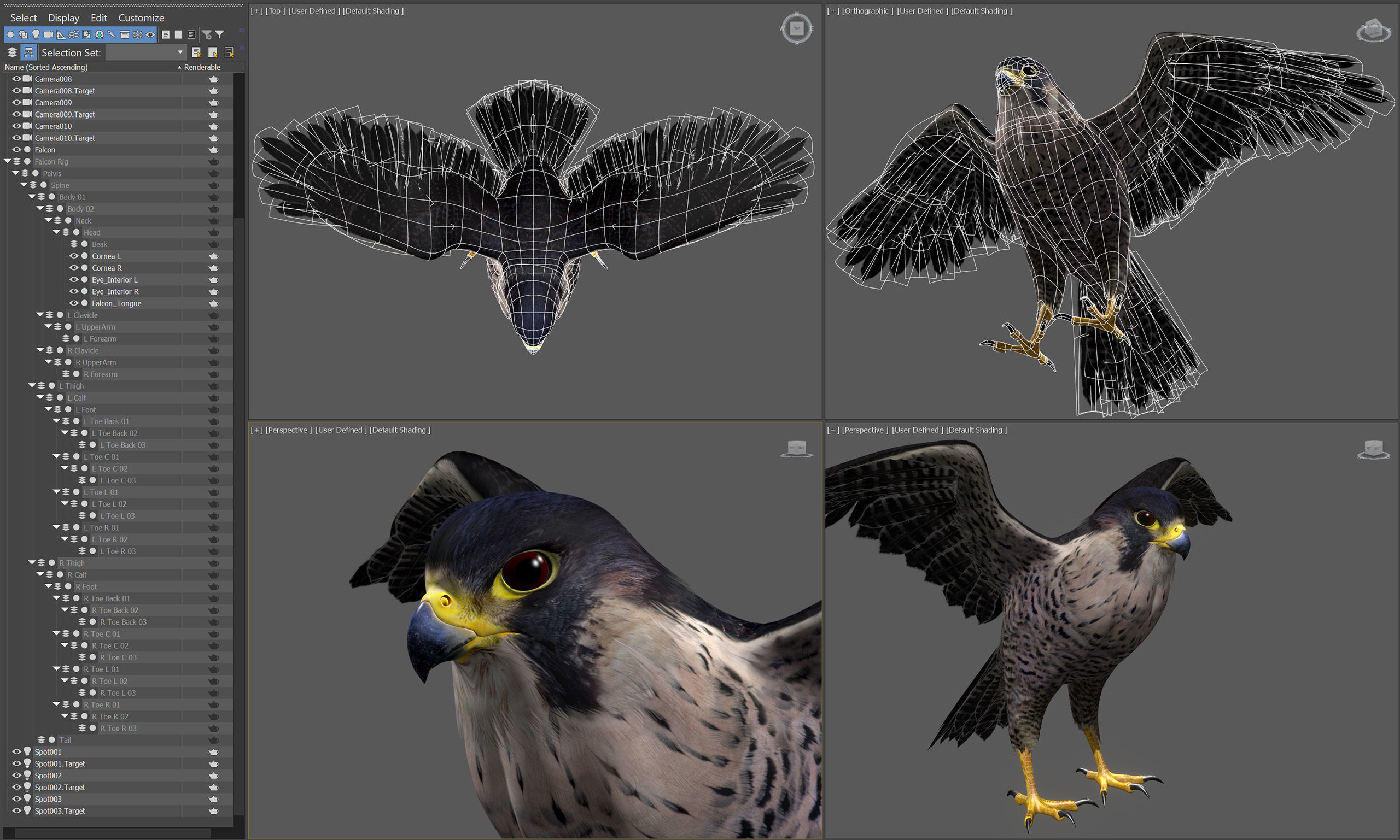Animated Falcon 3D model_6
