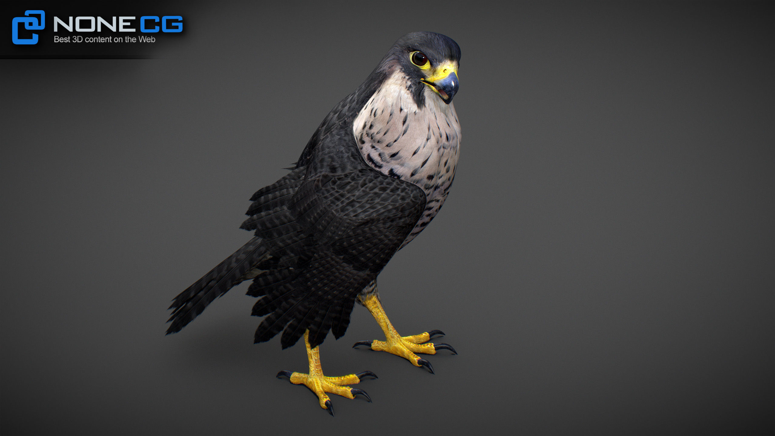 Animated Falcon 3D model_20