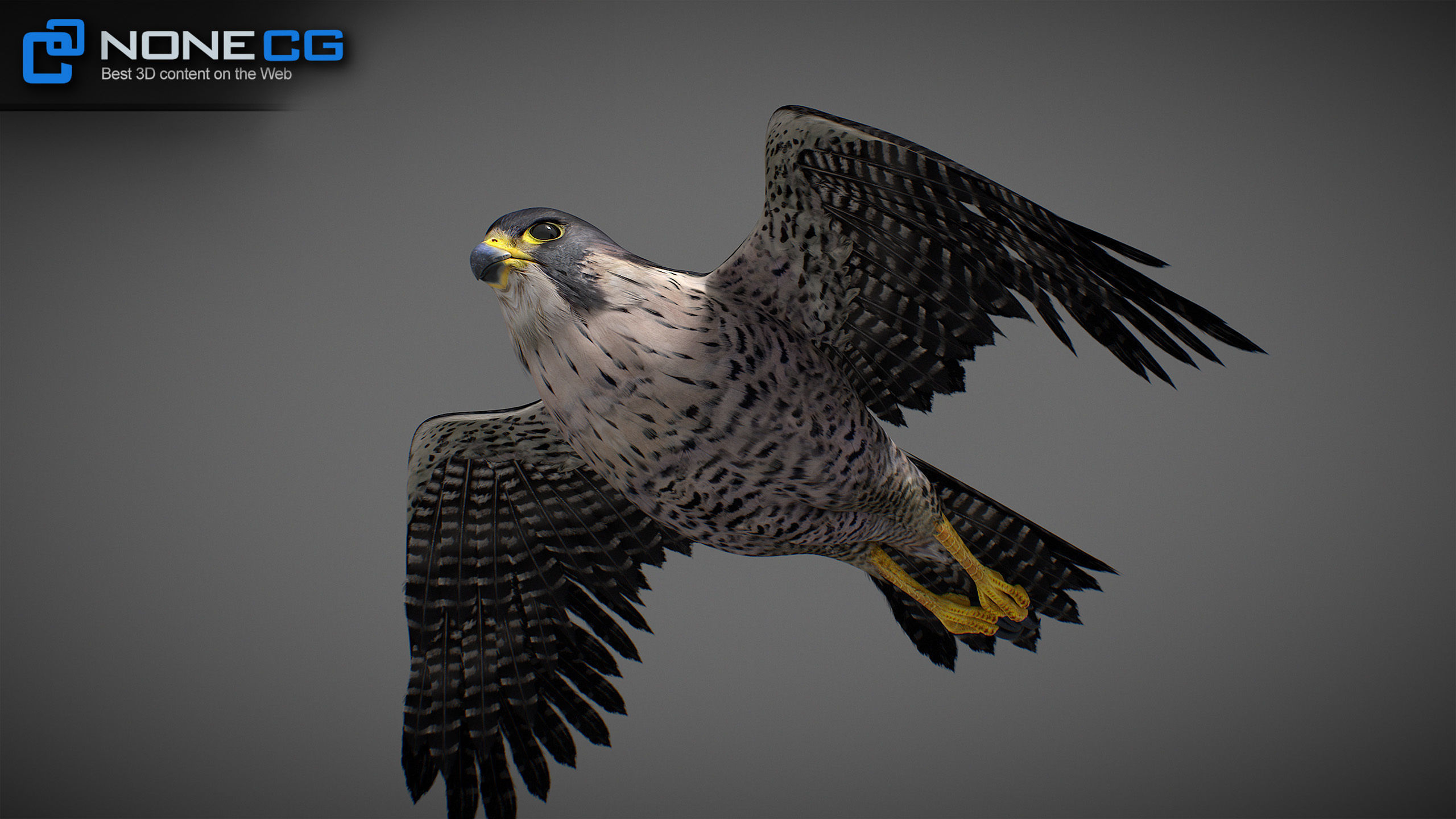 Animated Falcon 3D model_25