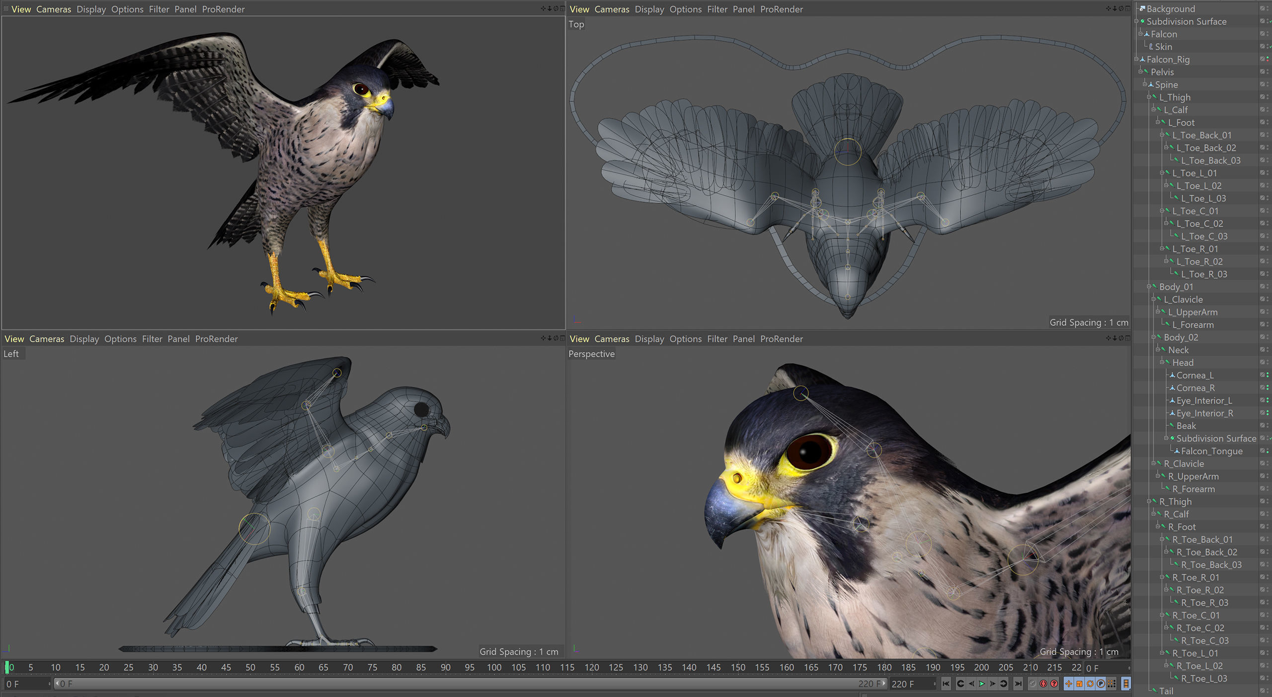 Animated Falcon 3D model_9