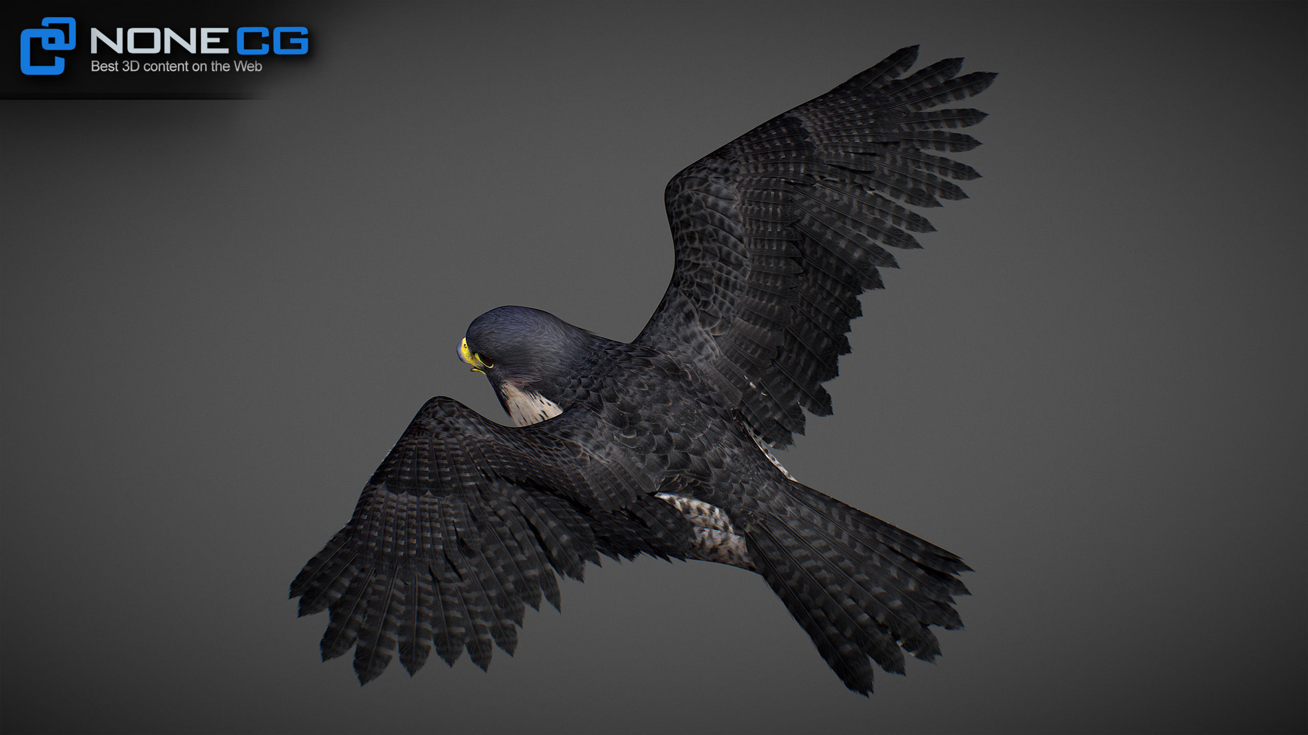 Animated Falcon 3D model_29