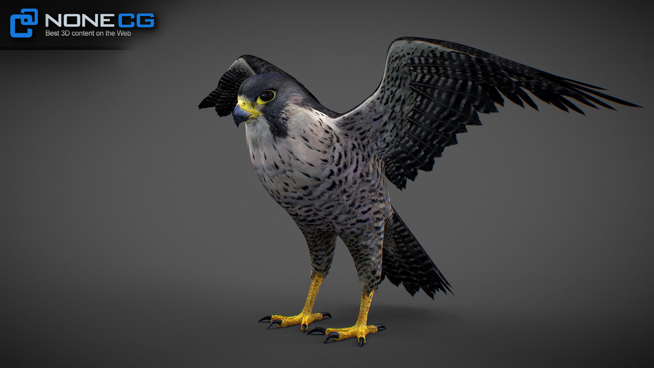 Animated Falcon 3D model_3