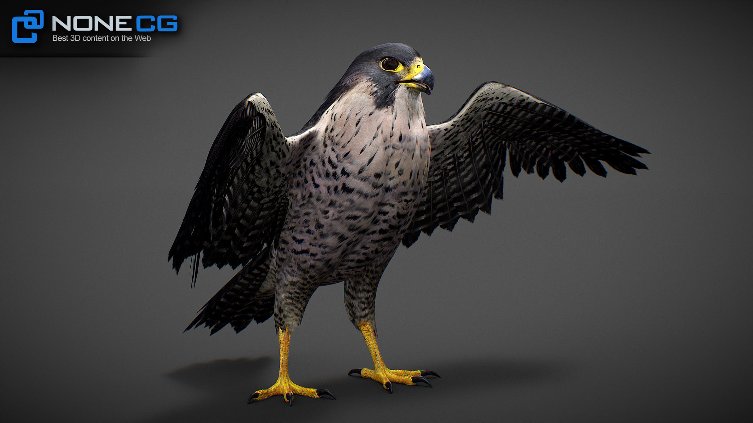 Animated Falcon 3D model_26